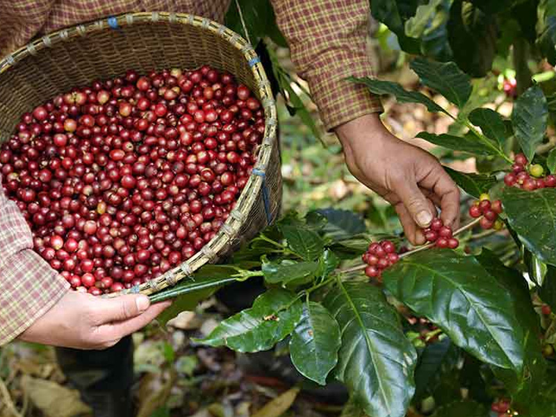 从咖啡果实变成咖啡生豆，都经历了什么？
