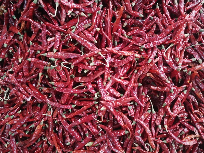 印度-辣椒-Sharma-5041处，辣椒选把，原料改.jpg