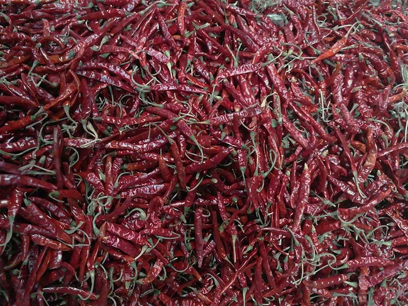 印度-辣椒-Sharma-5041处，辣椒选把，下料.jpg