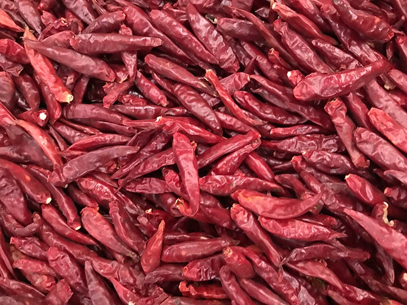 山东金乡-辣椒-李-3028处，好料改.jpg